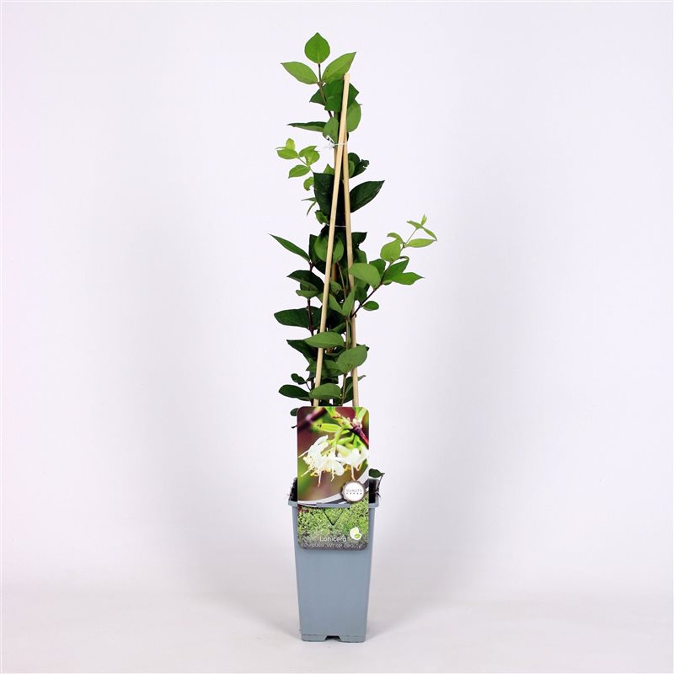 Lonicera purpusii 'Winter Beauty' - C2 70/+ CM